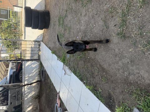 3 aylık dikili bergama ayvalık belçika kurdu