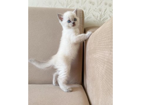 A kalite british shorthair bluepoint