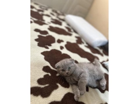 Safkan scottish fold top kafa