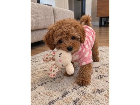Safkan toy poodle köpeğimiz