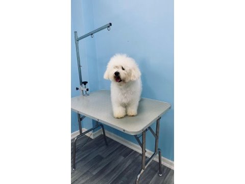 Bichon frise yetişkin dişi