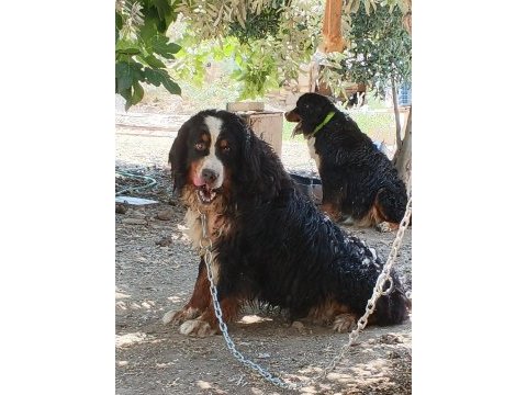 Türkiyede nadir bulunan safkan bernese yavrularımız