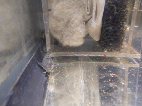 Albino - bronz çöpçü balığı