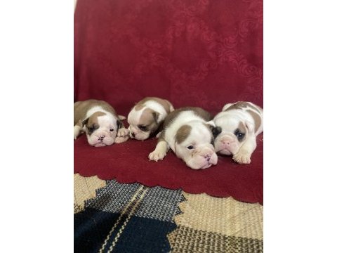 Bulldog erkek ve dişi yavru köpekler