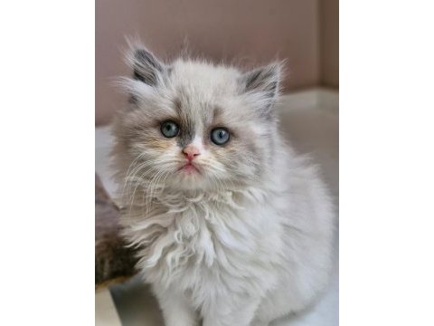 2 aylık erkek british longhair ragdoll