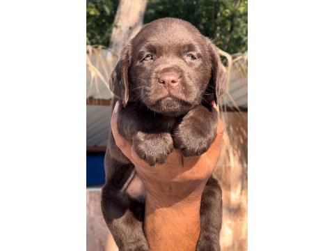 Labrador redriever sevimli yavrular
