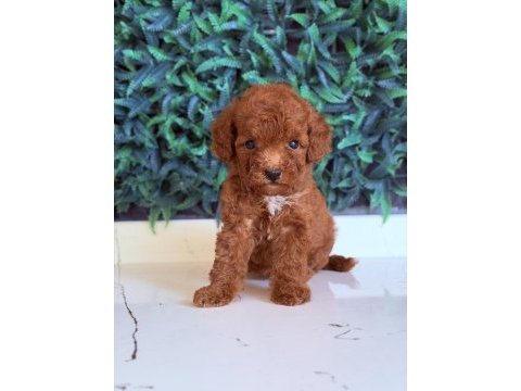 Sakarya toy poodle