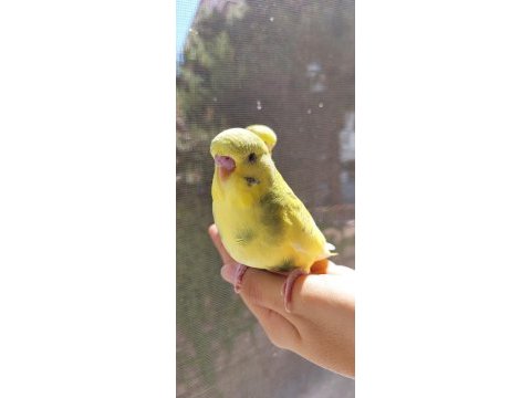 Öğretmenden evde beslenen temiz ve bakımlı muhabbet kuşları