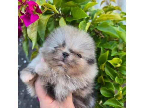 Şampiyon kan hattı pomeranian şecereli