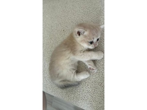Ay12 golden blue british shorthair