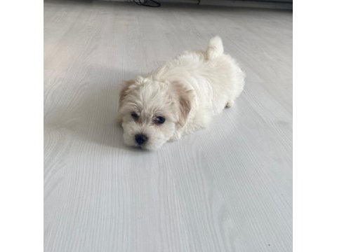 50 günlük dişi 0 numara terrier kuru mama yiyor
