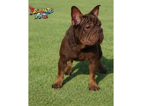 Hermes rojo and tan velvet bigrope french bulldog