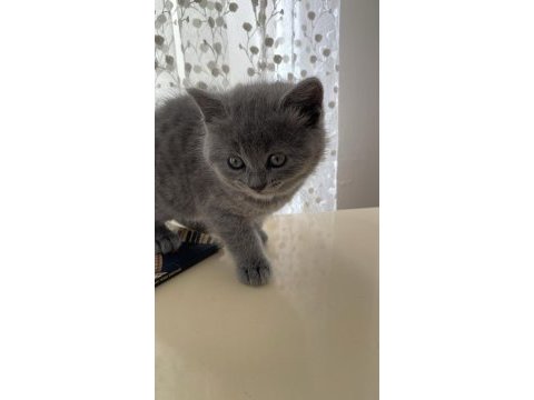 Süper kardeş kediler üreticiden