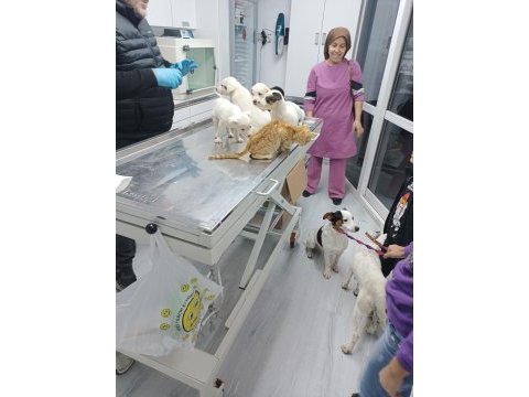 40 günlük jack russell köpekler