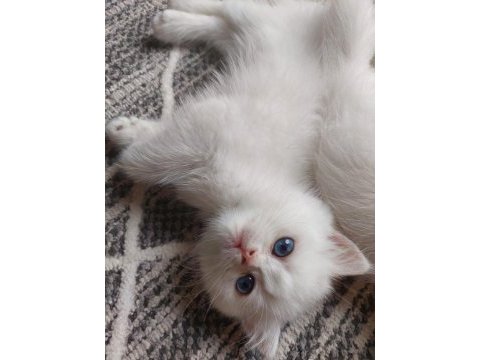 Efsane güzellikte british shorthair bebekler