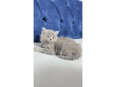 2 aylık kızımız british longhair