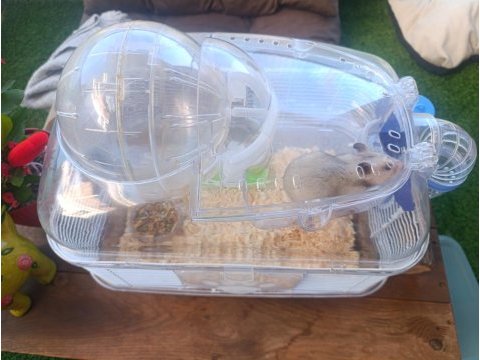 Hamster ve yuvası