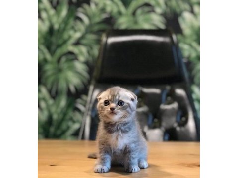 Scottish fold silver yavrularım 