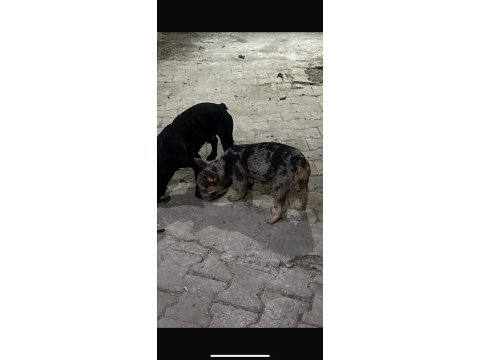 Fransız bulldog 2 adet
