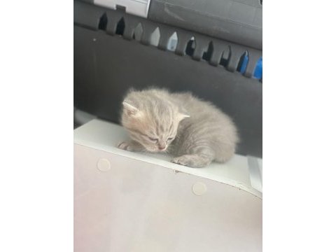 Yavru british shorthair kedilerimiz