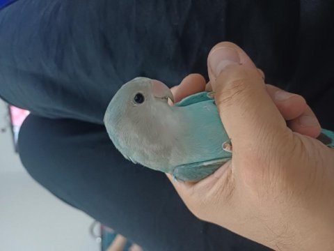 Erkek sevda papağanı 7 aylık