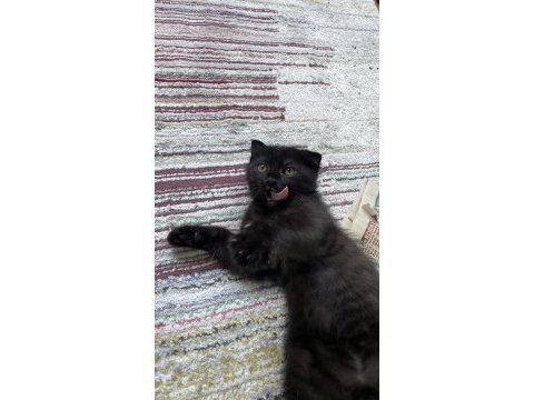 Nadir bulunan brumo black scottish fold