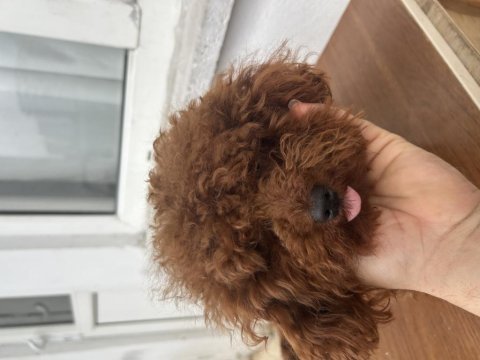 Toy poodle kore kan dişi