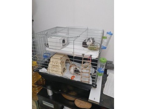 Ginepig 3 aylık