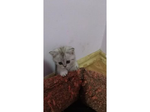 British shorthair yavrularımız sahiplendirilecek