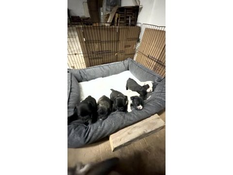 French bulldog yavruları rezervasyon dişi erkek