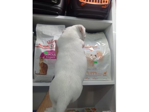 2 aylık erkek jack russell
