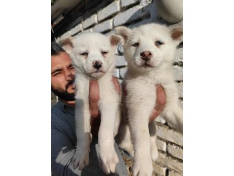 A kalite orijinal husky sibirya yavrular