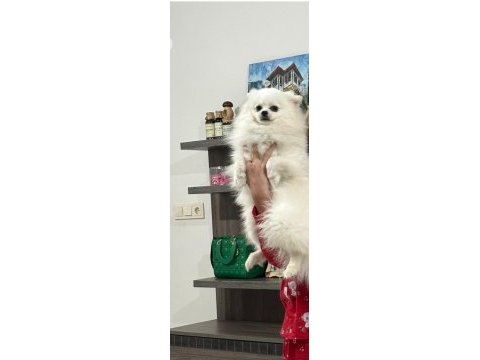 1 yaşında erkek pomeranian eğitimli kar beyazı renkte