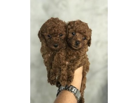 Toy poodle kilo ve boy garantili