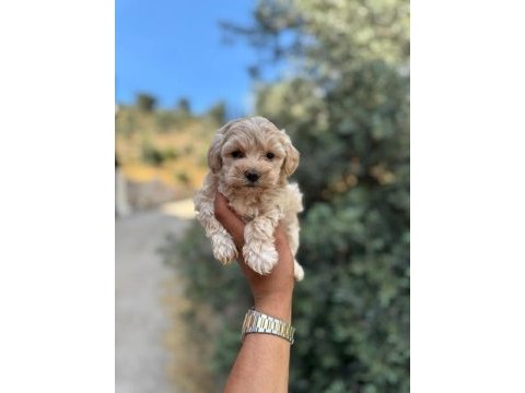 Evinize neşe getirecek teacup maltipoo yavrularımız