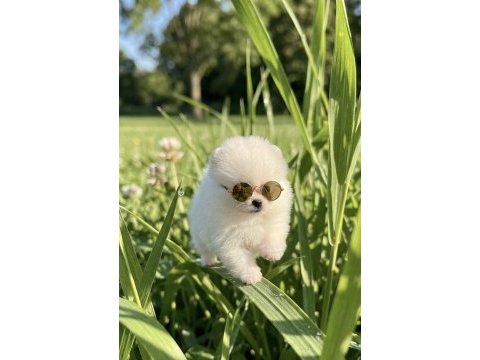 Pomeranian boo mikro erkek ve teacup dişi