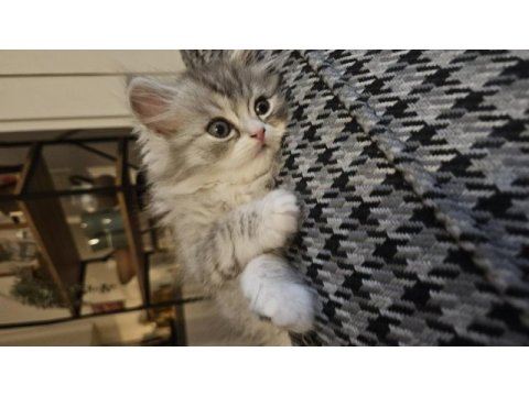 Silver point 2 aylık lokum bebek british longhair