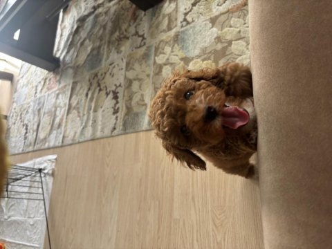 2 aylık yavru toy poodle