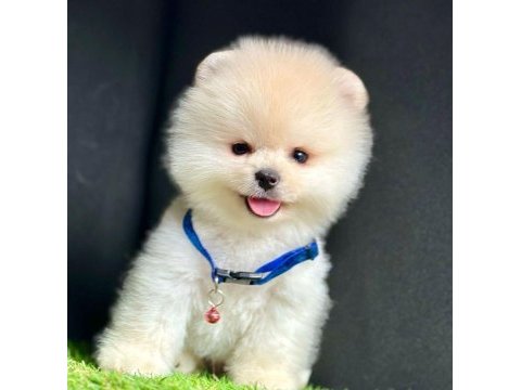 Safkan pomeranian boo bebekler