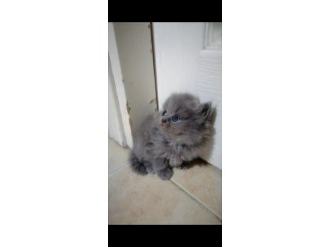 Scottish fold yavru antalya