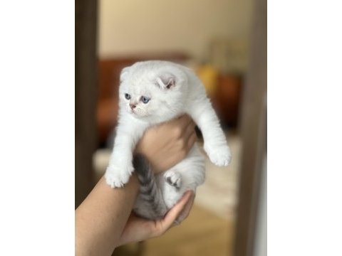 Üst düzey güzellik scottish fold yavrum