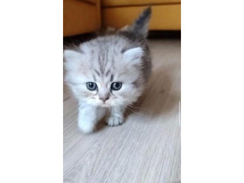 British longhair kedimiz