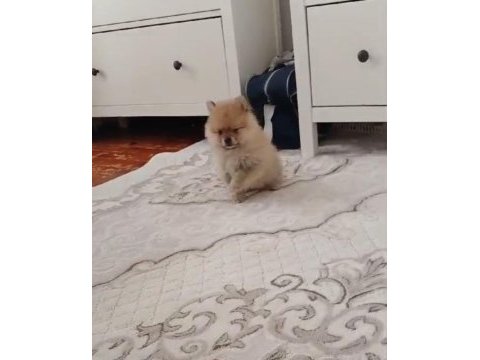 Pomeranian bebişler sıfır boy uygun