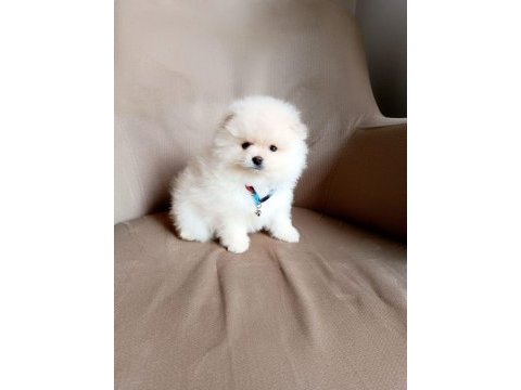 Uysal sevimli oyuncu pomeranian