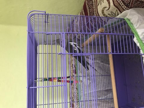 Sağlıklı ele alışık 6 aylık erkek kafes dahil sultan papağan
