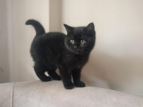 3 aylık erkek british shorthair