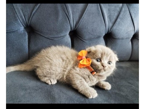 Uygun fiyatlı şecereli cins scottish fold yavruları