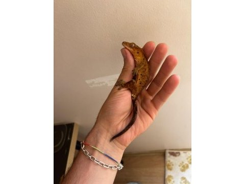 Crested gecko