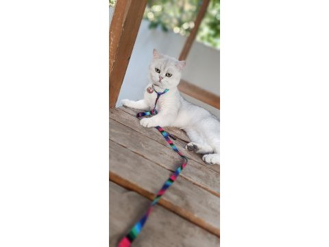 10 aylık british shorthair a kalite
