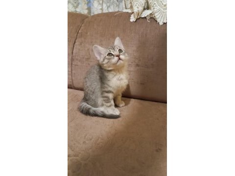Yavru kediler için mutlu yuva